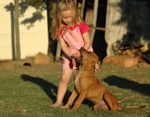 Unleashed Wisdom: A Guide to Preventing and Treating Dog Bites